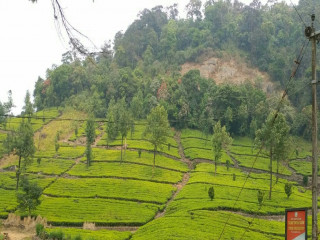 Mankulam Tourism